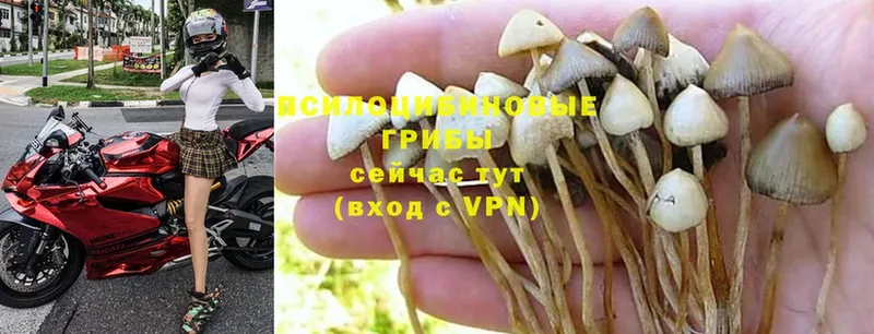 магазин  наркотиков  Кувандык  Галлюциногенные грибы Cubensis 